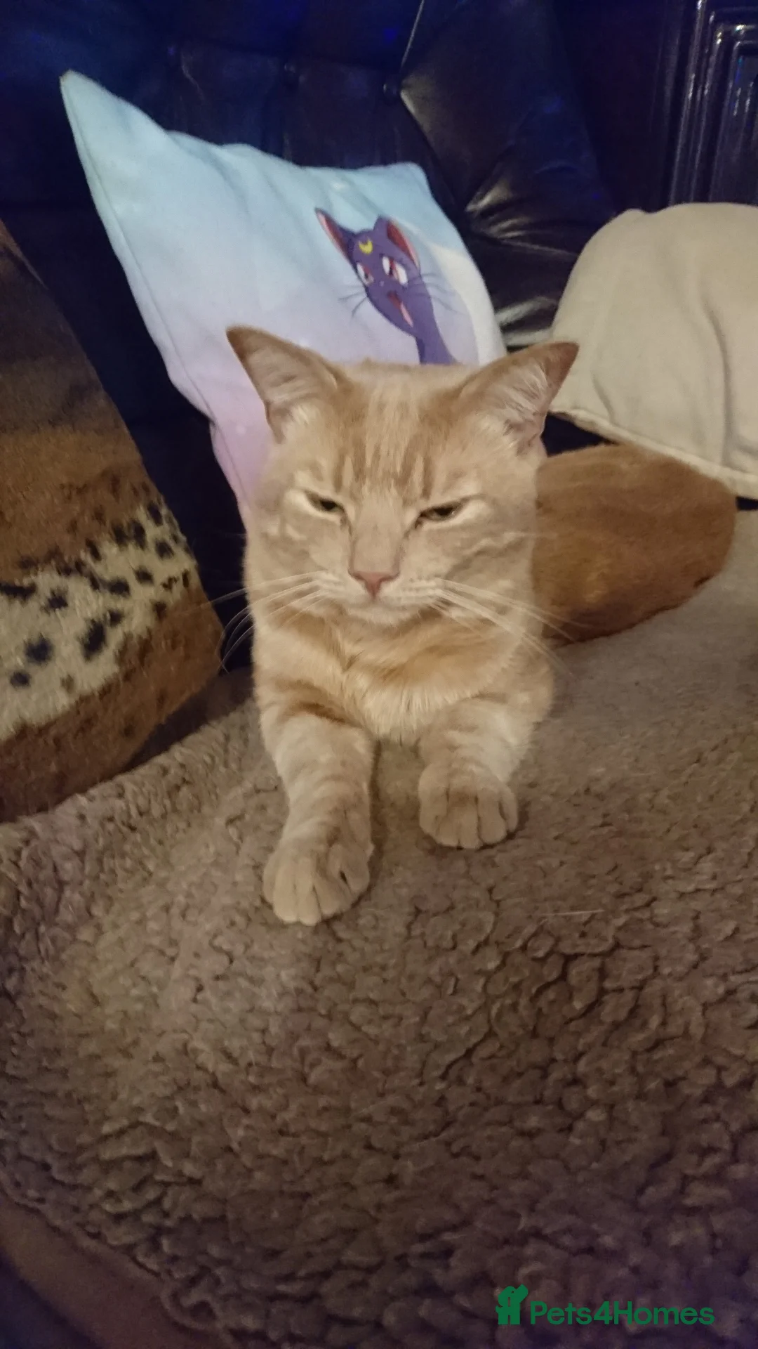 Mixed Breed cats for stud: X British Shorthair male cats for stud only - Advert 4