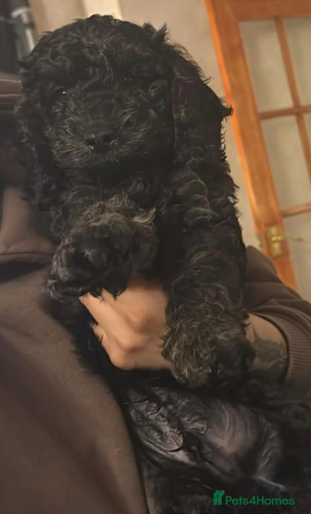 Mixed Breed dogs for sale: Cavapoo puppies  - Advert 2