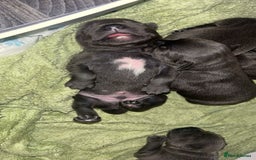 Staffordshire Bull Terrier dogs for sale: Beautiful blue staff puppies  - Image 25