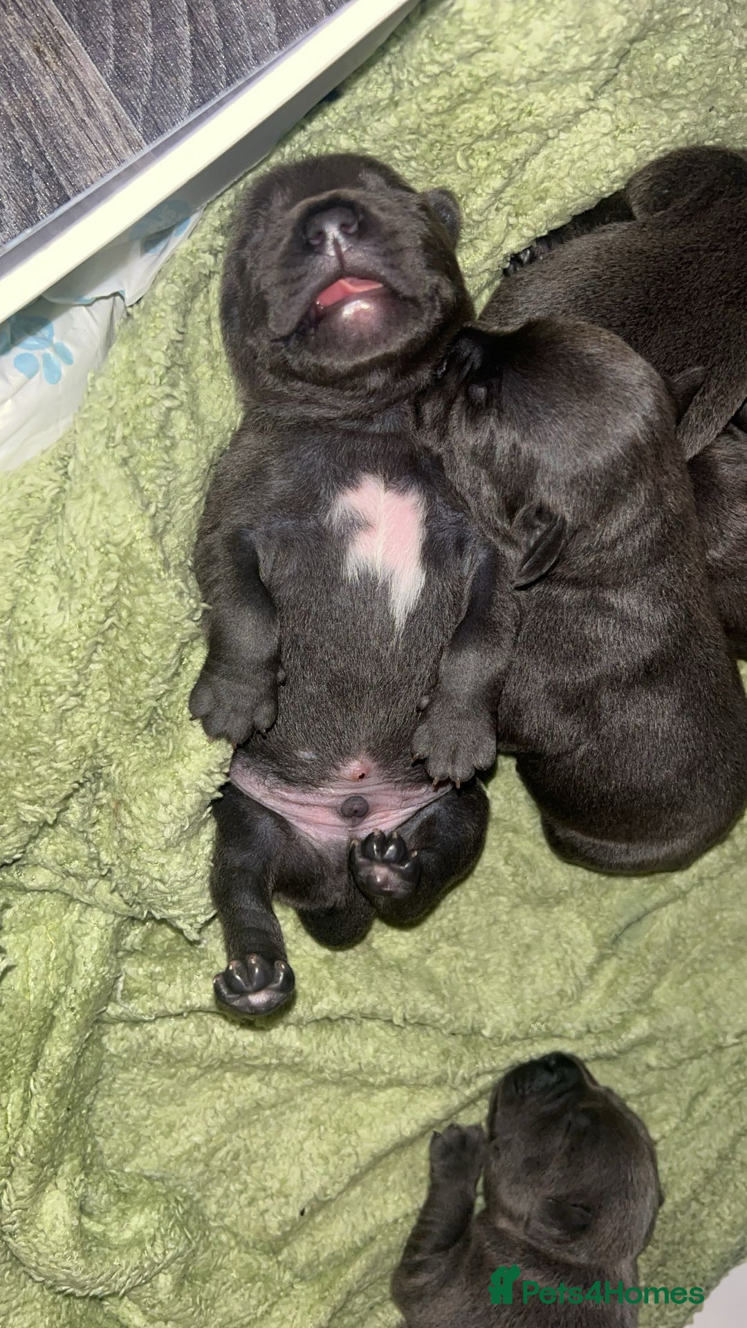 Staffordshire Bull Terrier dogs for sale: Beautiful blue staff puppies  - Image 25