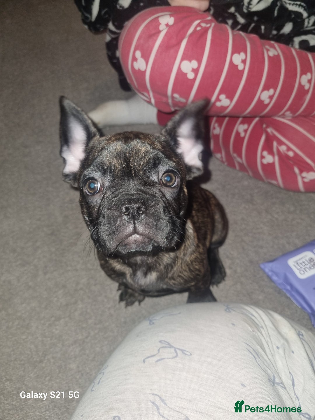 French Bulldog dogs for sale: French bulldogs for sale - Advert 4