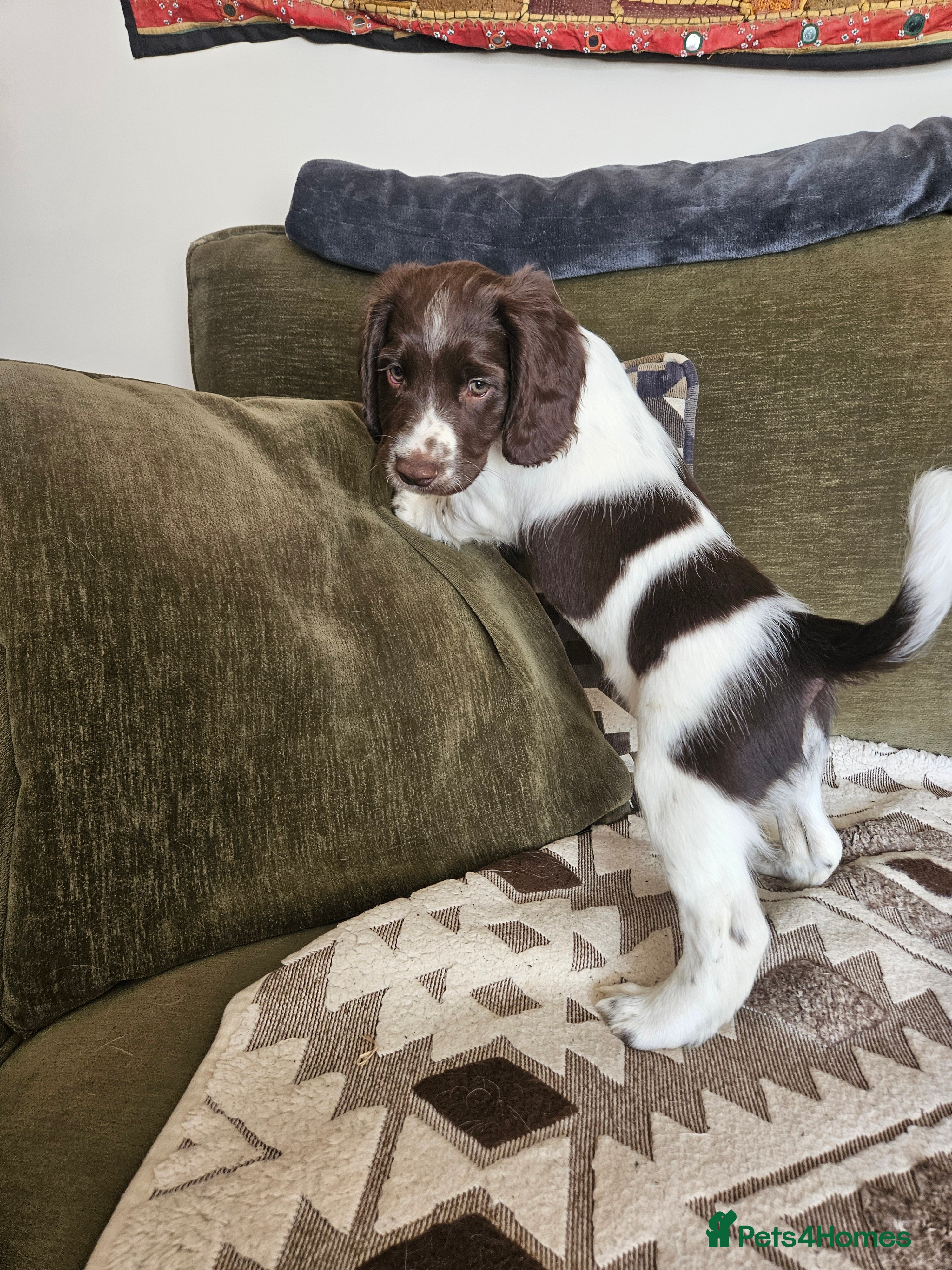 English Springer Spaniel dogs Springer spaniels kc reg female  - Advert 12