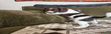 English Springer Spaniel Puppy 2