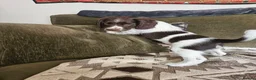 English Springer Spaniel dogs for sale: Springer spaniels kc reg female  - Advert 1