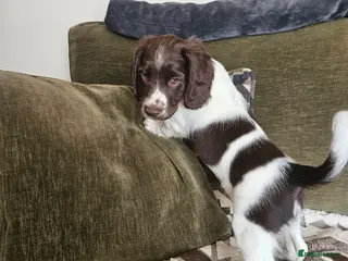 English Springer Spaniel dogs Springer spaniels kc reg female - Advert 12