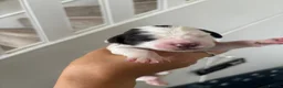 English Springer Spaniel dogs for sale: Working Pure Springer Spaniel Puppies  - Advert 3