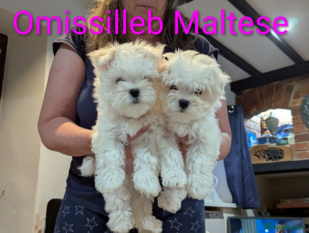 Maltese dogs for sale: Gorgeous KC pedigree Maltese puppy reduced price - Image 15