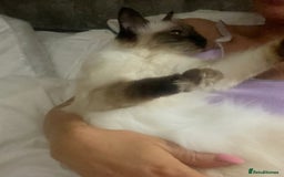 Ragdoll cats for sale: Ragdoll kittens ready for Xmas - Image 3