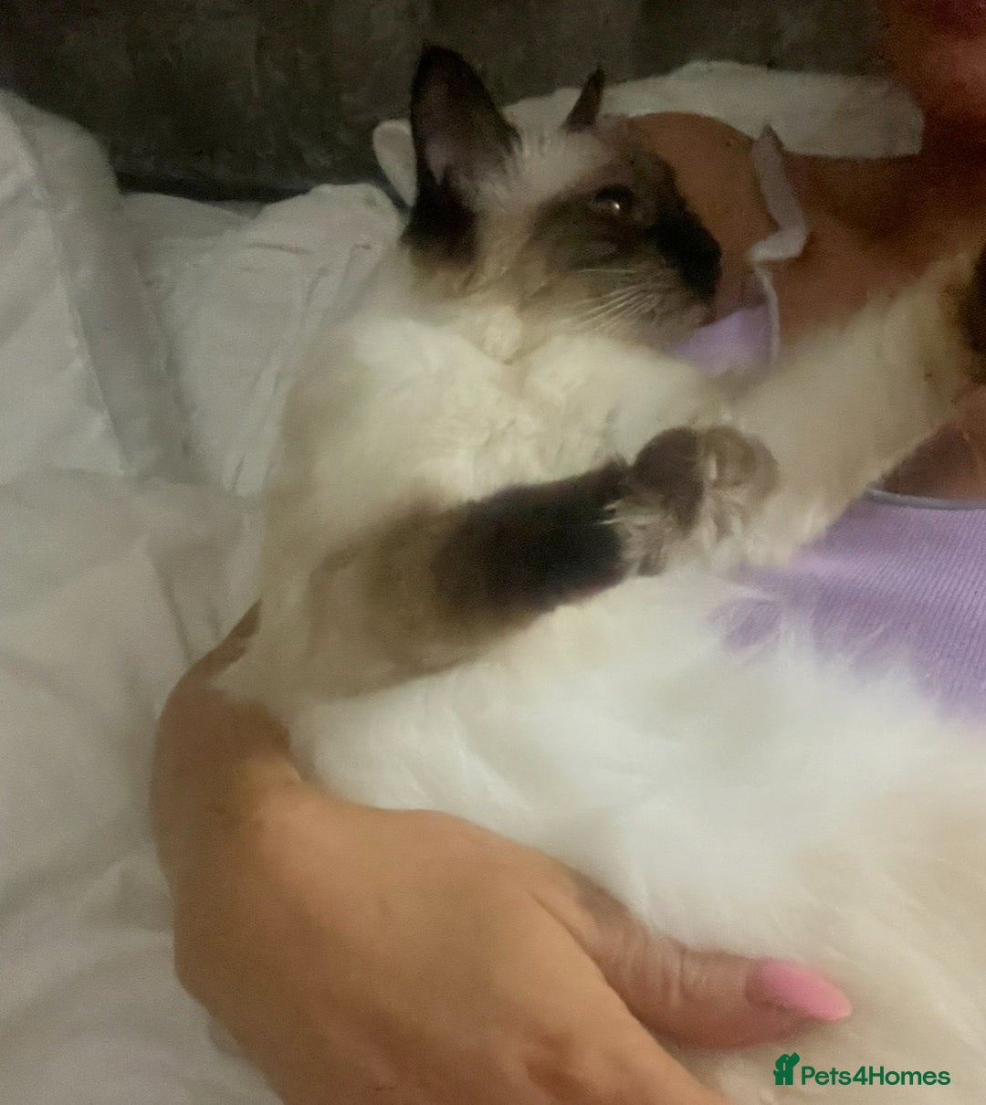 Ragdoll cats for sale: Ragdoll kittens ready for Xmas - Image 3