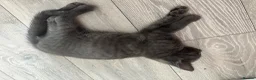 Mixed Breed cats for sale: Giant toe eaters - Advert 8