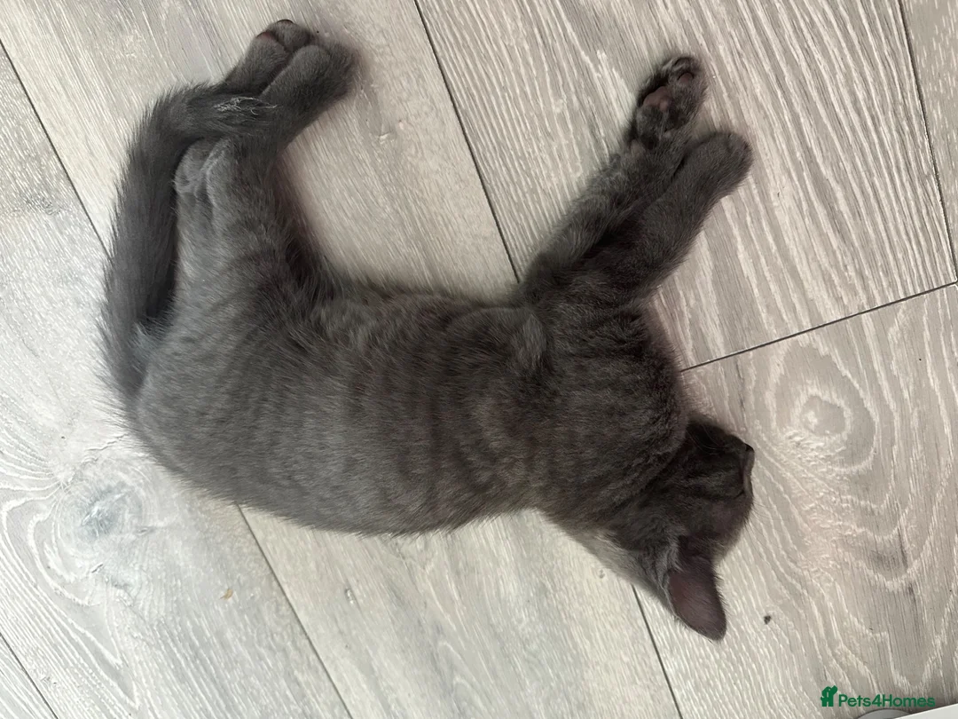 Mixed Breed cats for sale: Giant toe eaters - Advert 8