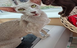 Oriental cats for sale: GCCF. Stunning Havana (Oriental Chocolates)  - Image 5