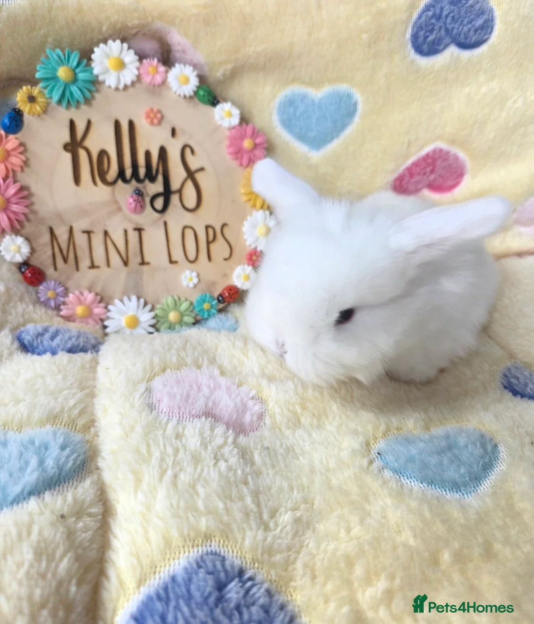 Mini Lop rabbits for sale: Purebred Mini Lop Bunnies - Advert 3