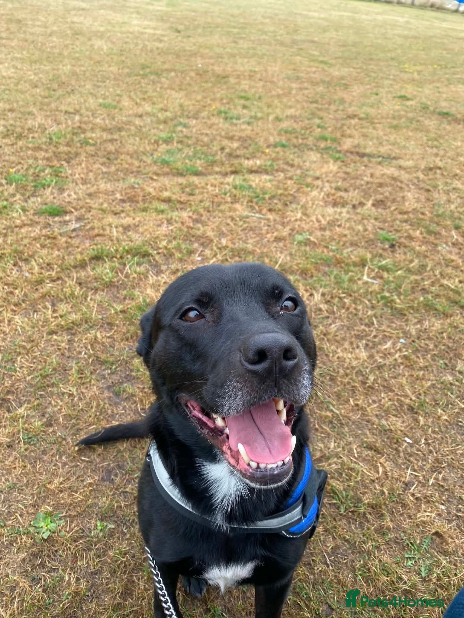 Mixed Breed dogs 5yr old Staff x Labrador  - Advert 1