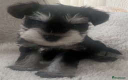 Mixed Breed dogs for sale: 🐾🐶Schnauzer/ Schnoodles 🐶🐾 - Image 1