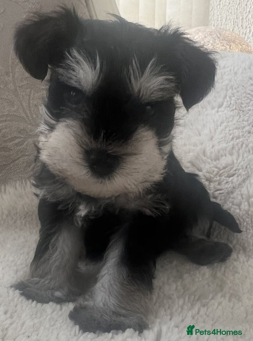 Mixed Breed dogs for sale: 🐾🐶Schnauzer/ Schnoodles 🐶🐾 - Image 1