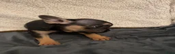 French Bulldog dogs for sale: Two beautiful chunky French bulldogs  - Advert 8
