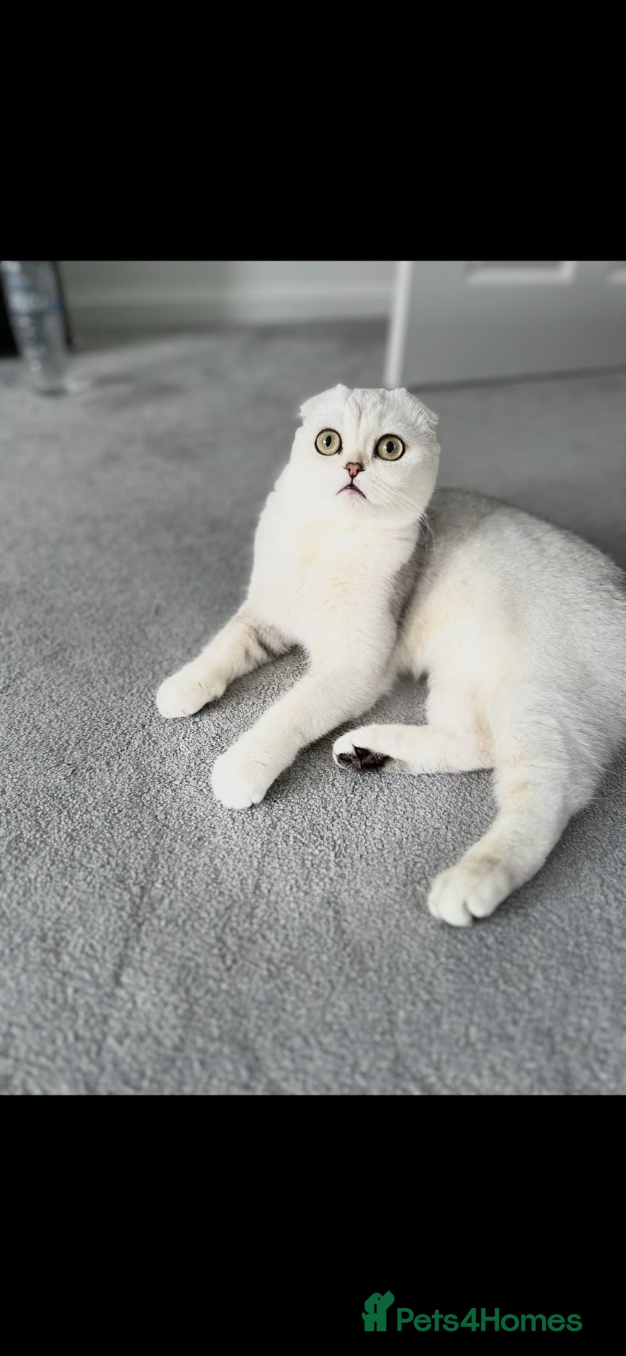 Scottish Fold cats Stunning Scottish Fold & Straight Show Kittens  - Advert 9