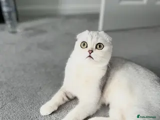 Scottish Fold cats Stunning Scottish Fold & Straight Show Kittens - Advert 2