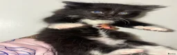 Mixed Breed cats for sale: British long haired mix breeds  - Advert 3