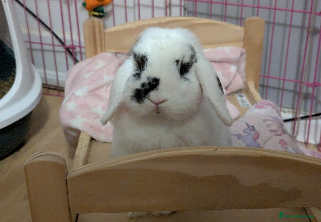 Mini Lop rabbits for sale: Mini Lop Sisters - Image 5