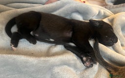 Cane Corso dogs for sale: Yuki & Aries Cane Corso Puppies  - Image 26