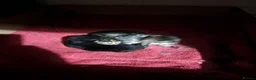 Maine Coon cats for sale: Maine Coon Kittens for Sale - Advert 23