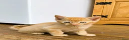 Mixed Breed cats for sale: 4 kittens ready for new homes today - Advert 3