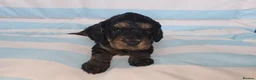 Cavapoo dogs for sale: Ready Now - 3 Girl F1 Toy Cavapoos Health Checked - Advert 26
