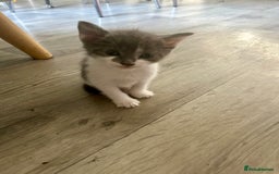 Mixed Breed cats for sale: 5 beautiful, inquisitive fluffy kittens - Image 6