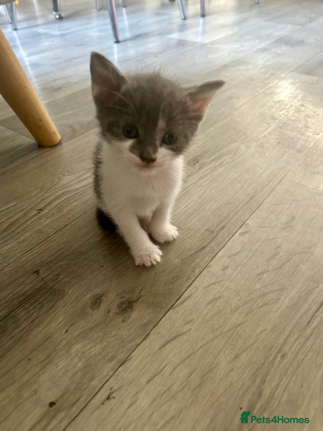 Mixed Breed cats for sale: 5 beautiful, inquisitive fluffy kittens - Image 6