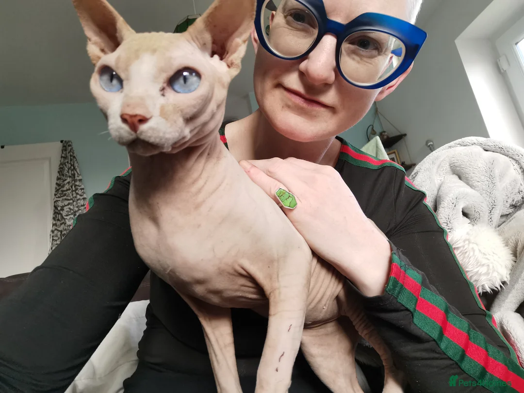 Sphynx cats for stud: Sphynx boy for stud  in Southampton - Advert 2