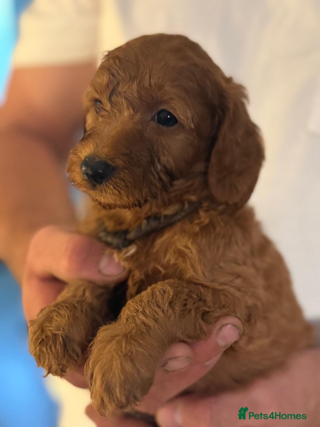 Labradoodle dogs for sale: *Labradoodle puppie F1B*   in Ware - Image 11