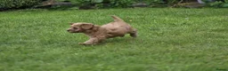 Cockapoo dogs for sale: Cockapoo Pups - Fully Health Tested and vaccinated in Wigton - Advert 14