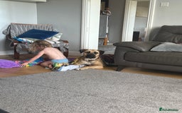 Mixed Breed dogs for sale: Rehoming in Lincoln - Image 10