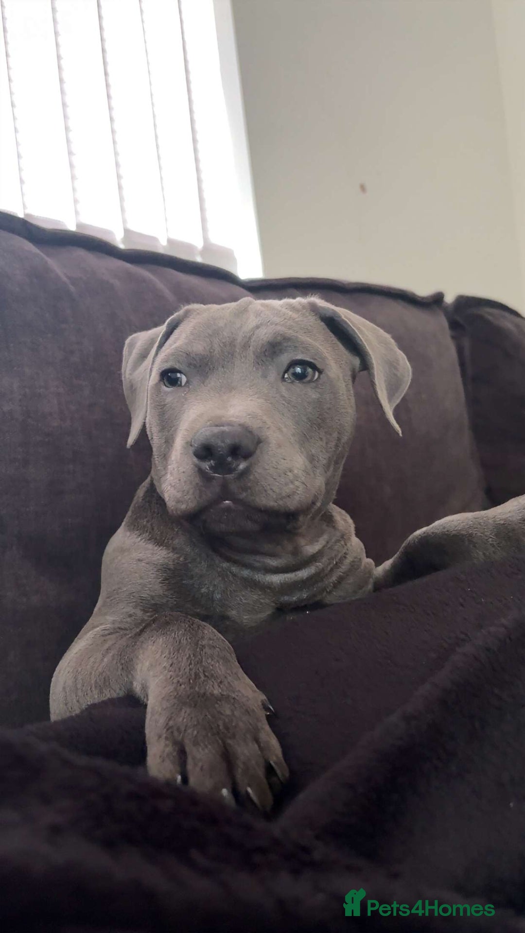 Staffordshire Bull Terrier dogs for sale: 14 week old male blue Staffordshire bull - Advert 2