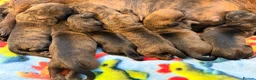 Miniature Dachshund dogs for stud: Kc reg pra clear  mini smooth.  - Advert 7