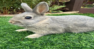 Netherland Dwarf rabbits - Advert 15