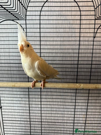 Lovebirds birds - Advert 2