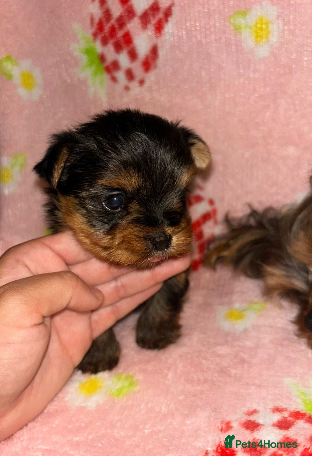 Yorkshire Terrier dogs for sale: Beautiful pure Yorkshire terriers puppy’s  - Advert 18
