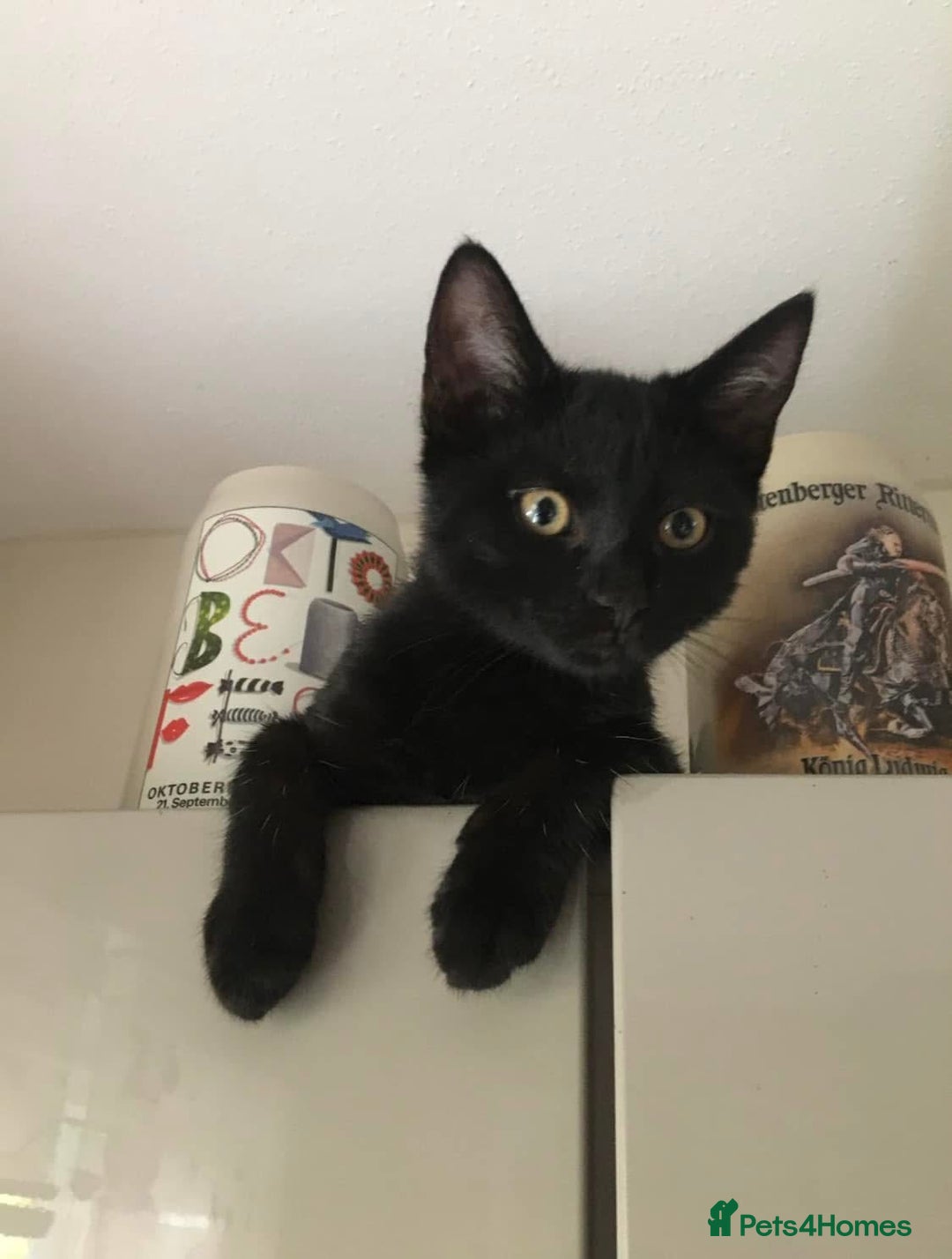 Mixed Breed cats for sale: Adorable kitty For black cat lovers  - Image 3