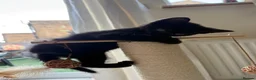 Domestic Shorthair cats for sale: 5 domestic shorthair kittens  - Advert 4