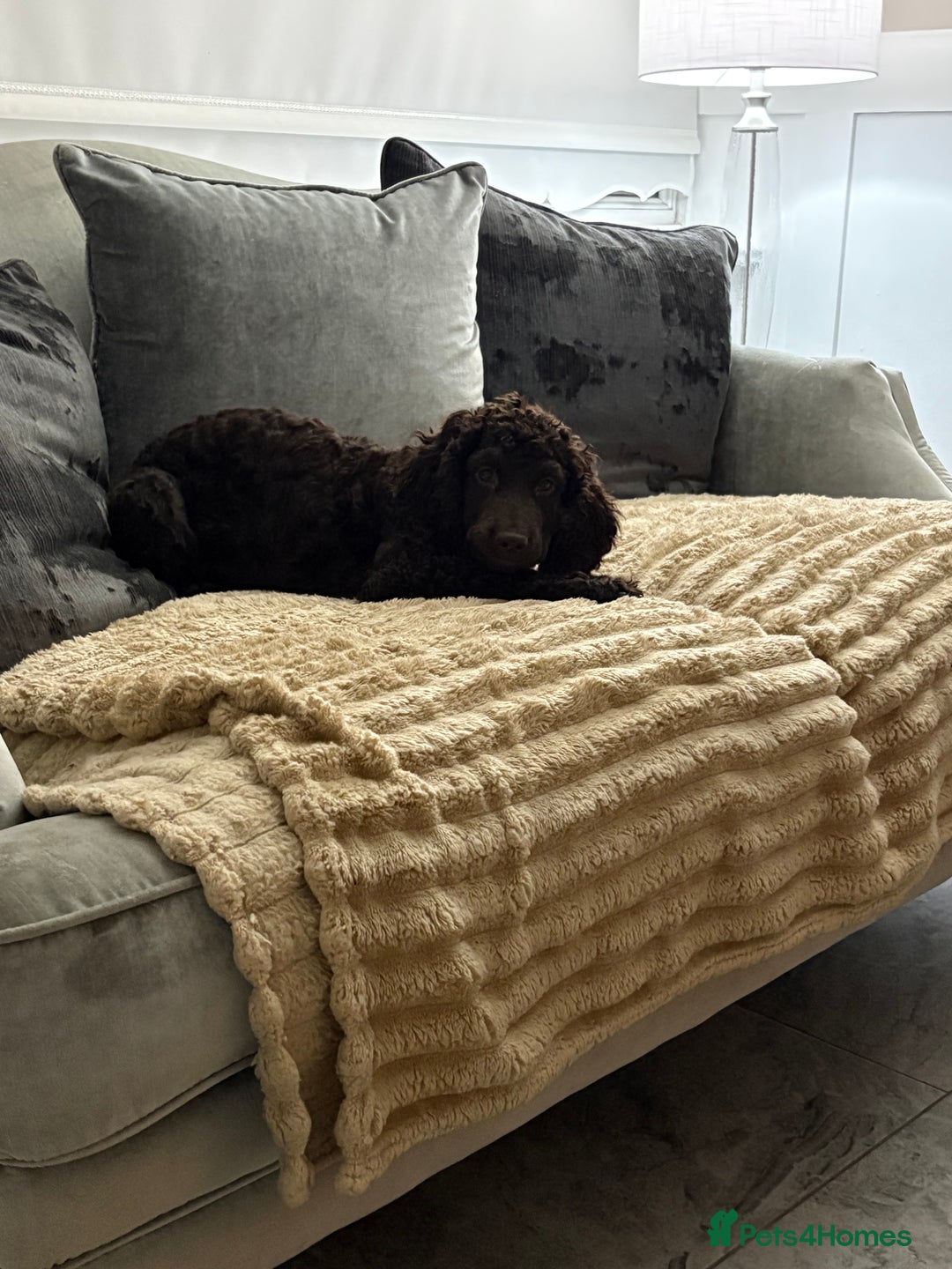 Irish Water Spaniel dogs for sale: Irish water spaniel - Image 4