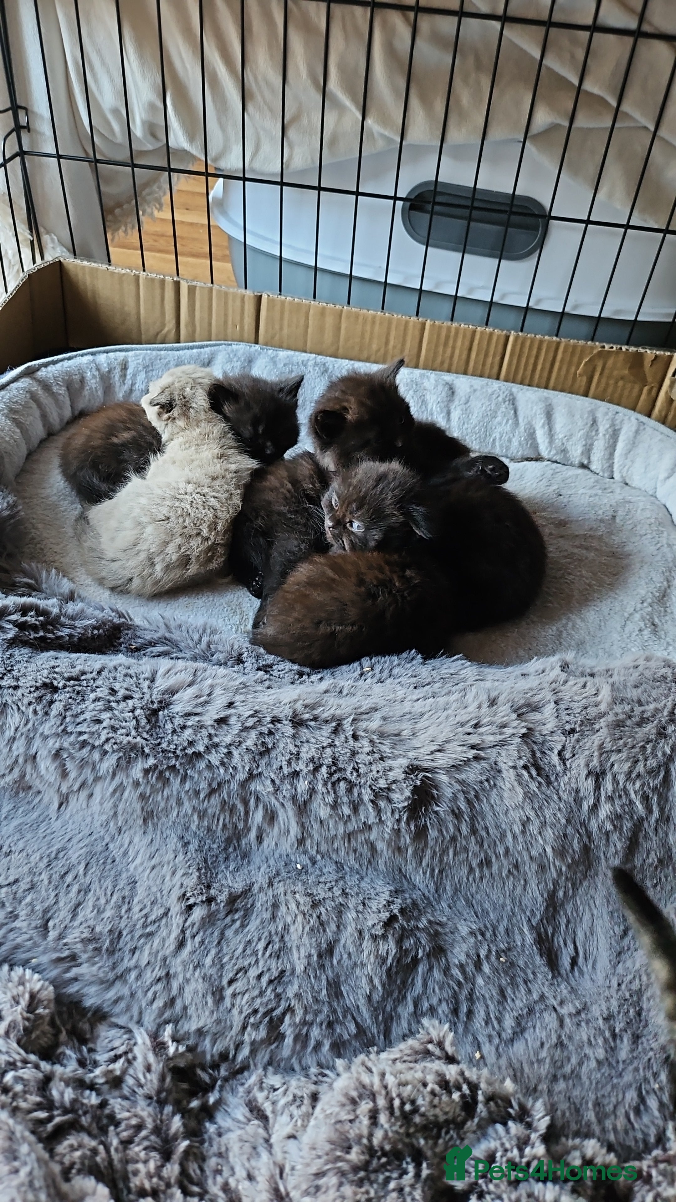 Scottish Fold cats Scottish fold kittens for sale 6 wks old - Advert 2
