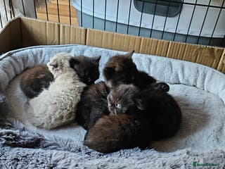 Scottish Fold cats Scottish fold kittens for sale 6 wks old - Advert 2