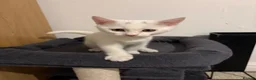 Mixed Breed cats for sale: Beautiful white kitten  - Advert 4