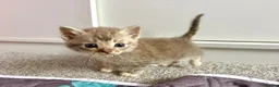 Mixed Breed cats for sale: Fluffy Kittens For Sale in Barry - Advert 4