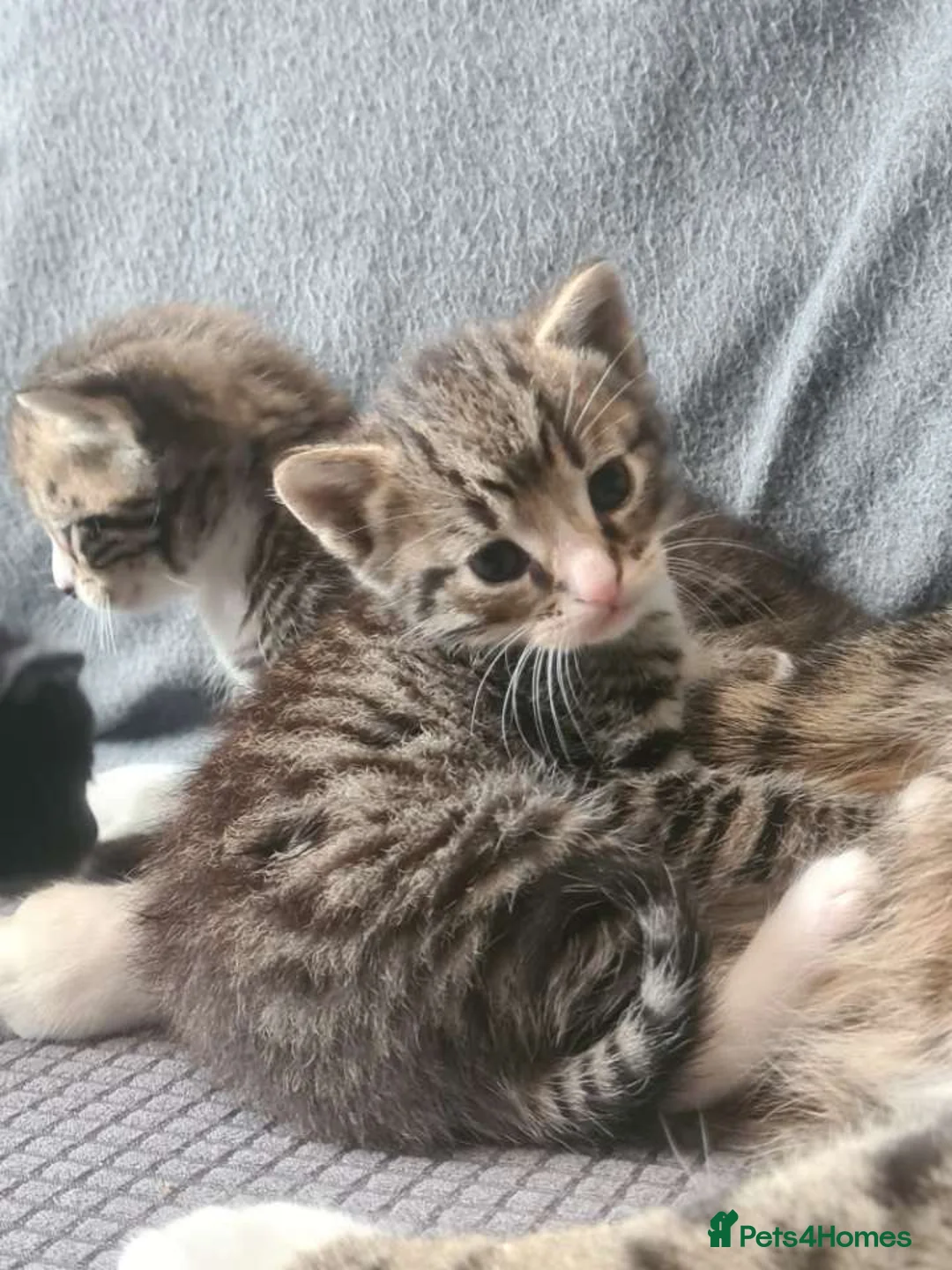 British Shorthair cats for sale: 3 beautiful males ready to go! in Wokingham - Advert 2
