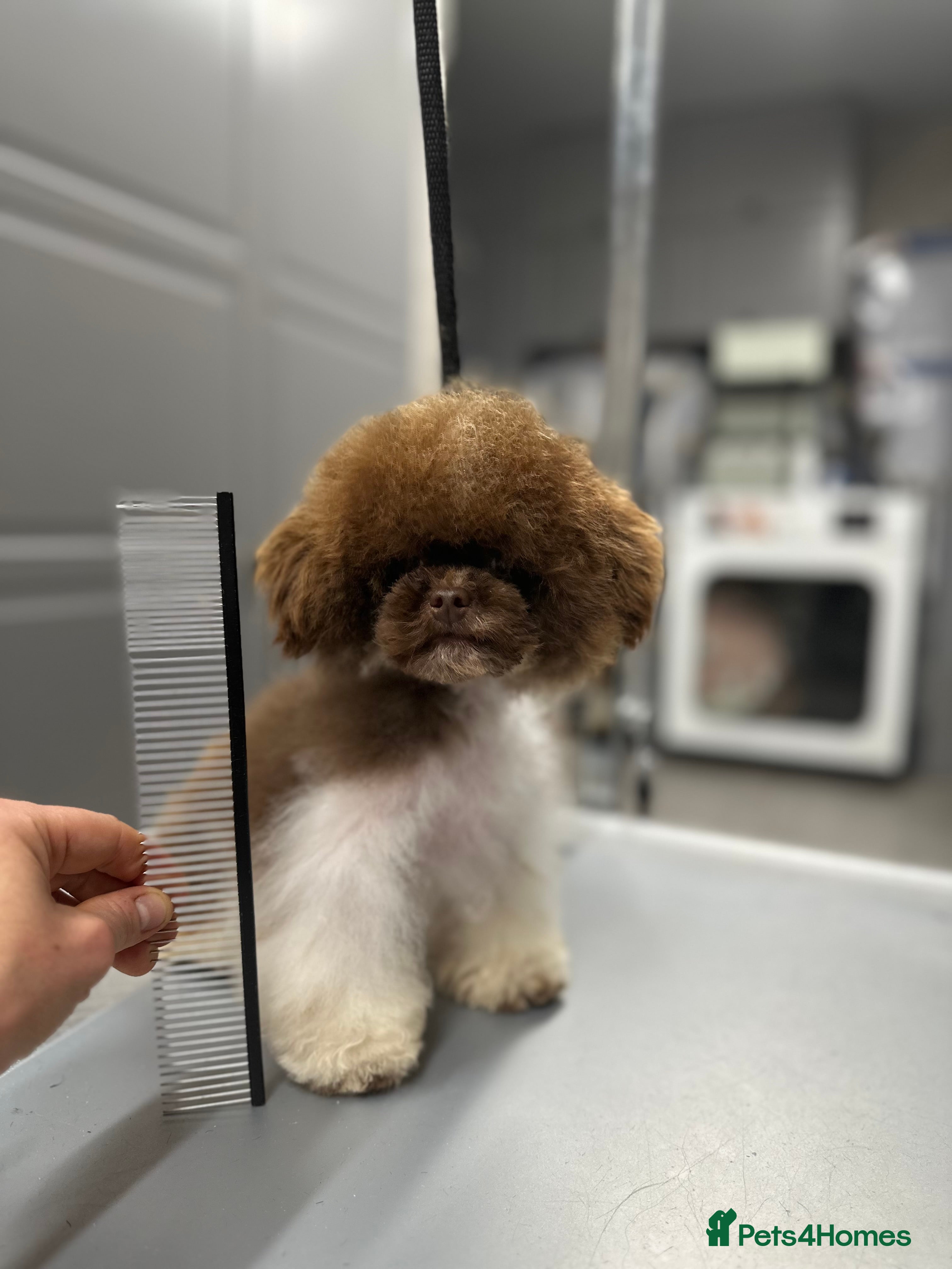 Toy Poodle dogs Asian toy poodle in Lanark - Advert 7