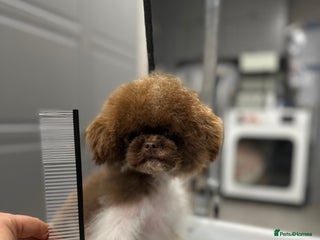Toy Poodle dogs in Lanark - Advert 5